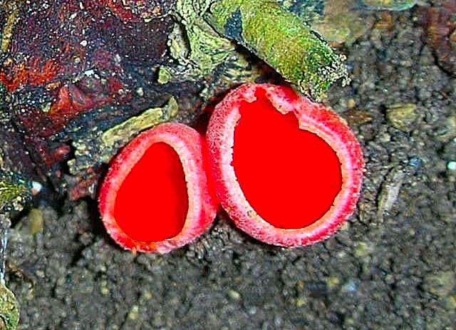 In collina dopo la nevicata (Sarcoscypha coccinea)